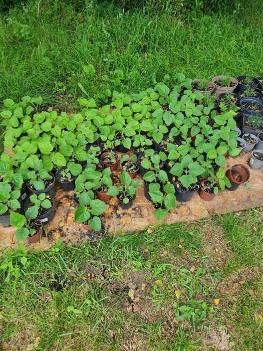 Sadzonki oxytree pao tong mrozoodporna