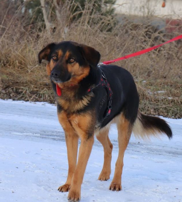 Hadar – wesoły, energiczny i pełen życia psiak