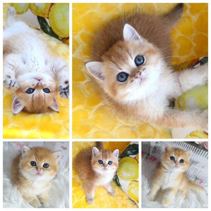 Британська золота шиншила/британская золотая шиншилла/ котята