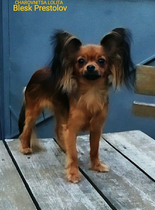 Питомник. Щенки Русского Длинношерстного Тоя.