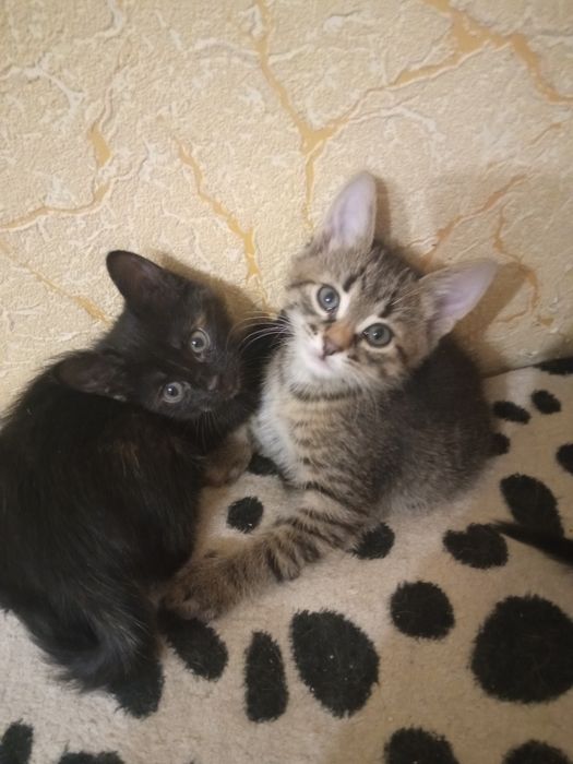 Отдам добрым людям домашних котят.