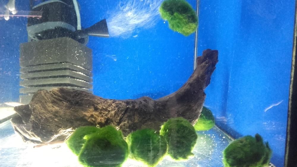 Gałęzatka kulista,Mech Christmas,Spiky,Weeping,Flame - TINA ZOO ZABRZE