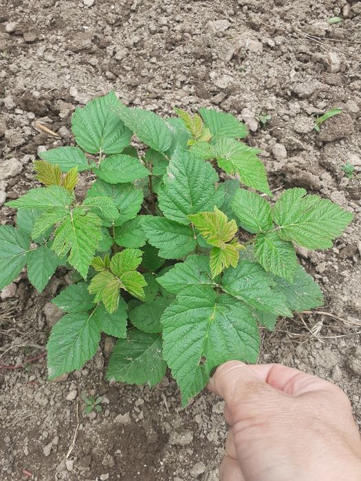 Vendo pés de framboesas