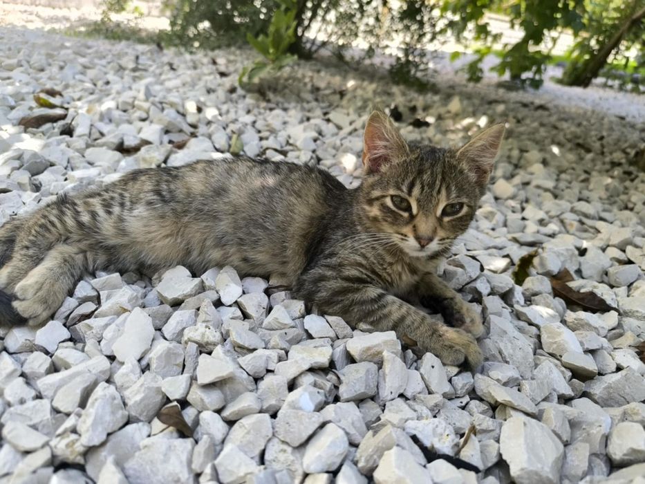 Mam kotki na oddanie