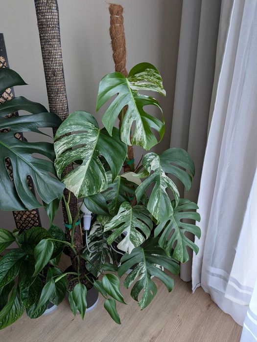 Monstera variegata