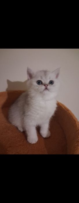 Gatinho Brittich golden