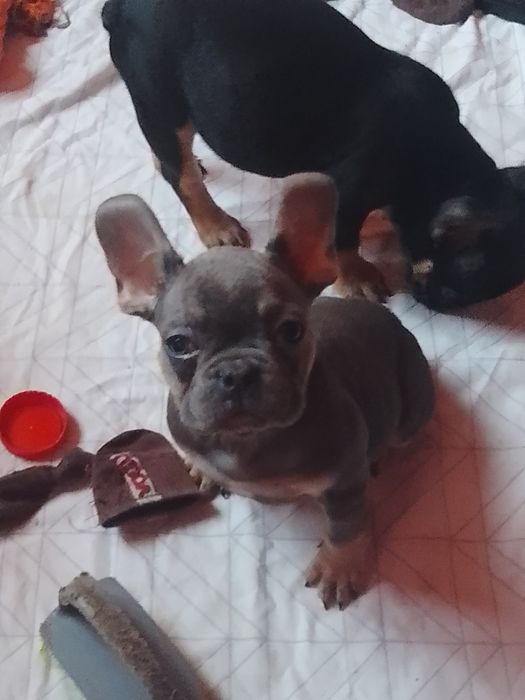 Французский бульдог