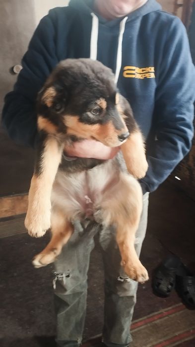 Відомо в добрі руки ,цуценята 3 міс .Мама водолаз,  тато просто собака