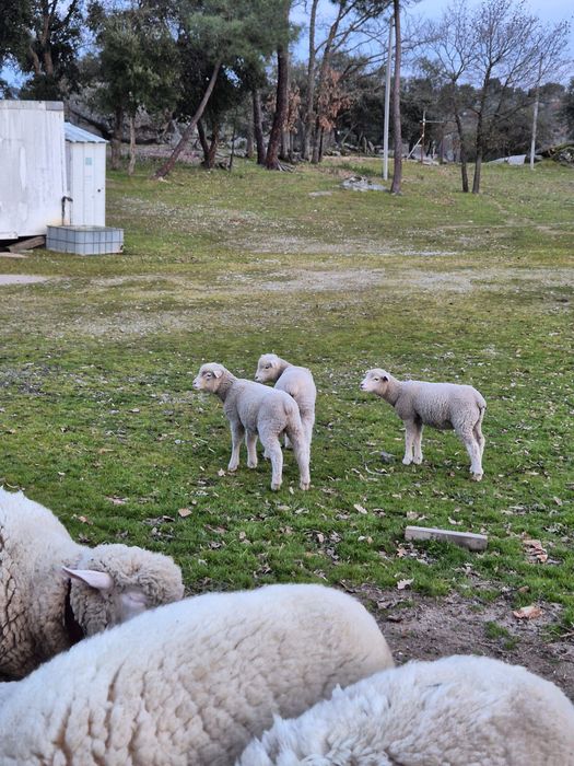 Ovelha Ilê-de-France