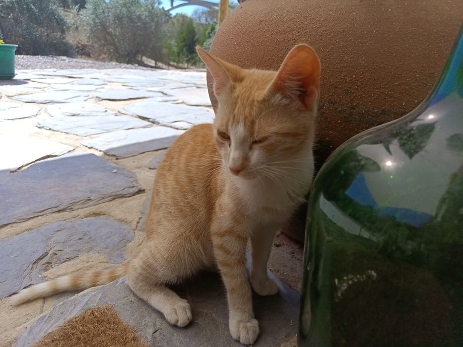 Gatinhos amorosos para adoção responsável