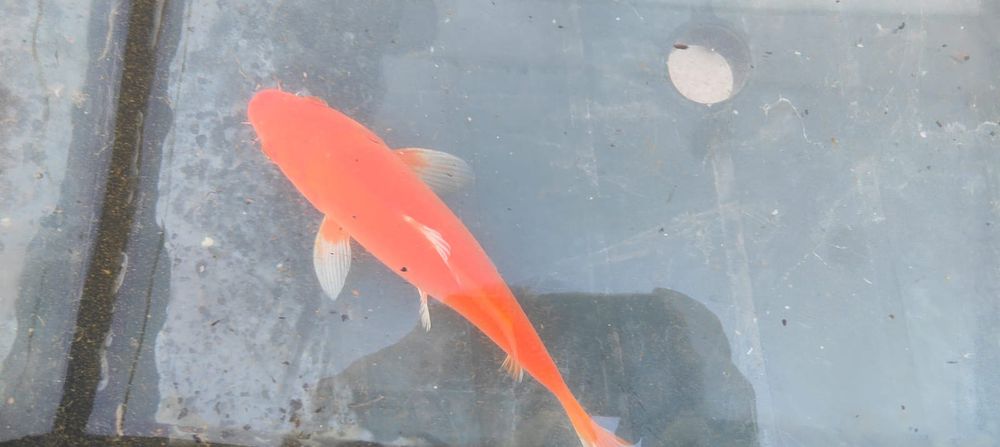Carpa koi vermelha