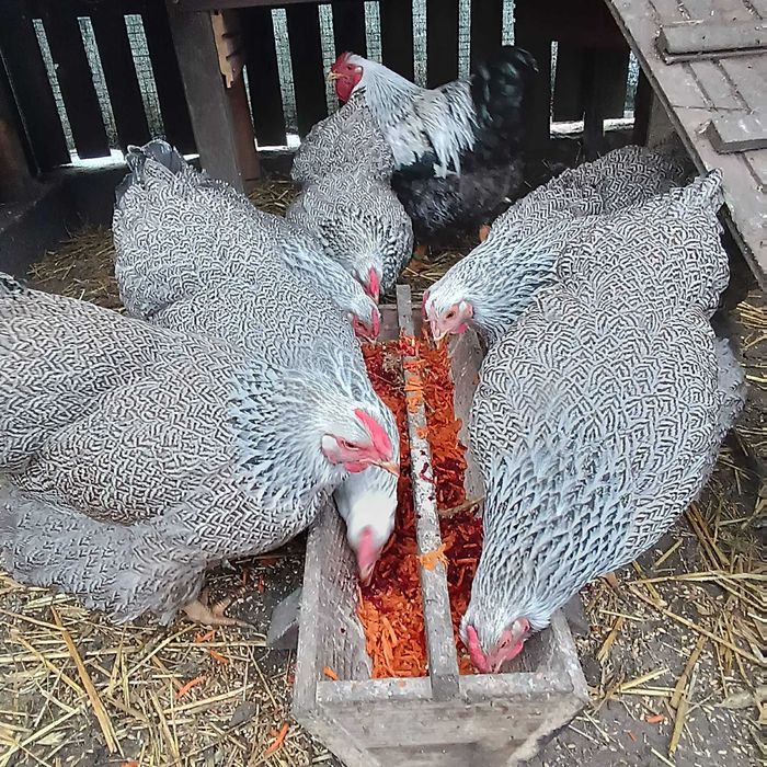 Wyandotte olbrzymia jaja lęgowe Wysyłam