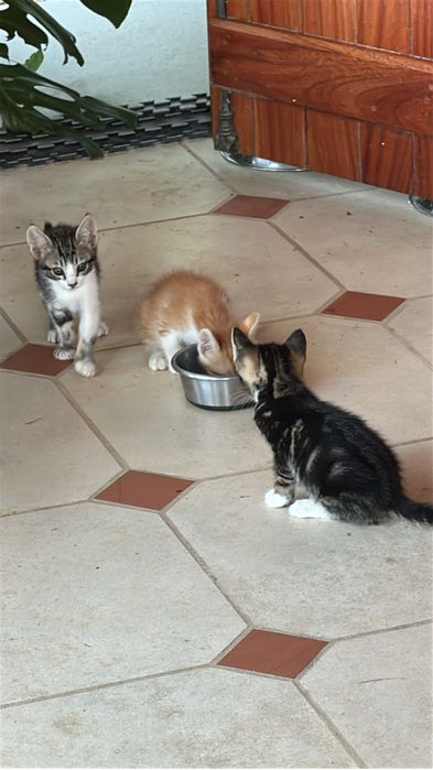 Gatinhos para adopcao respondavek