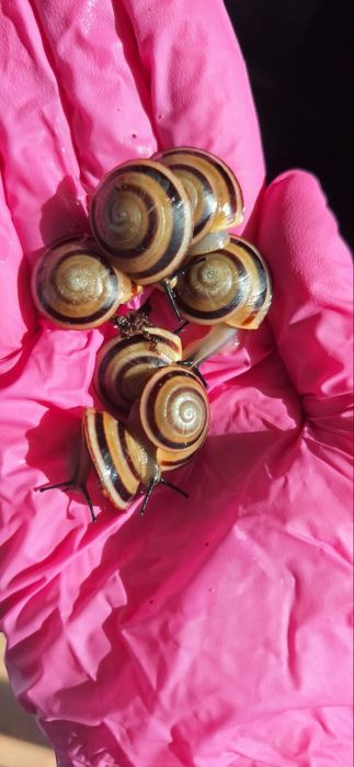 Sprzedam ślimaki Caracolus marginella