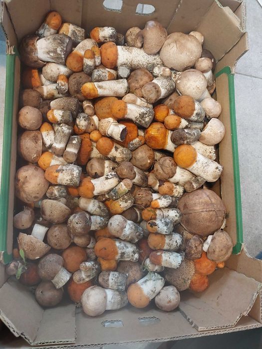 Grzyby tegoroczne suszone