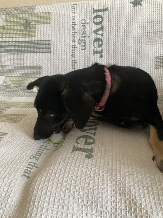 Прилаштовується собачка