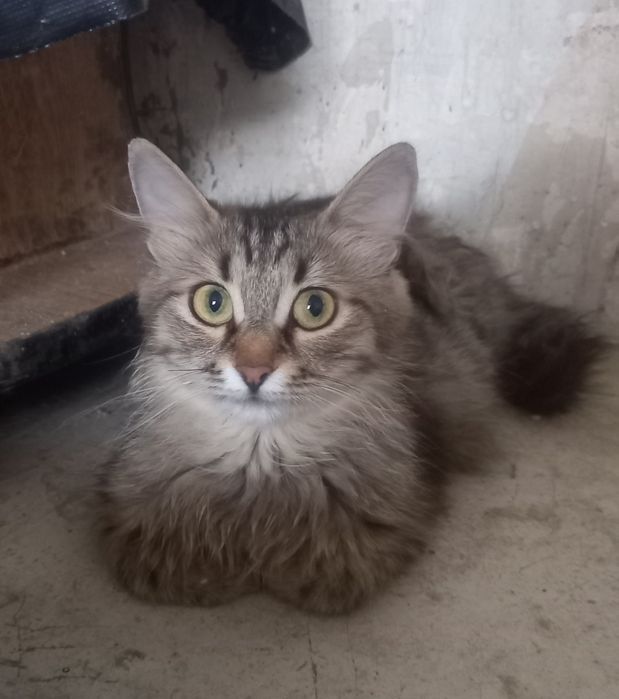 Отдам котят бесплатно