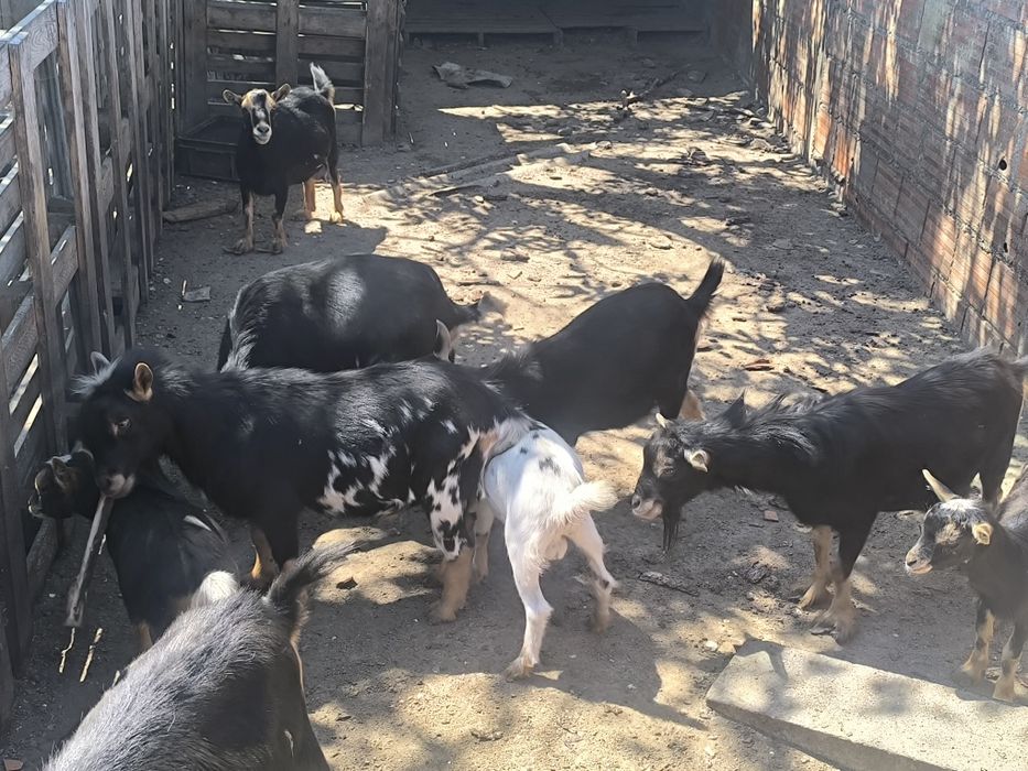Cabras nas venda