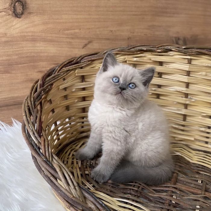 Дуже гарні кошенята