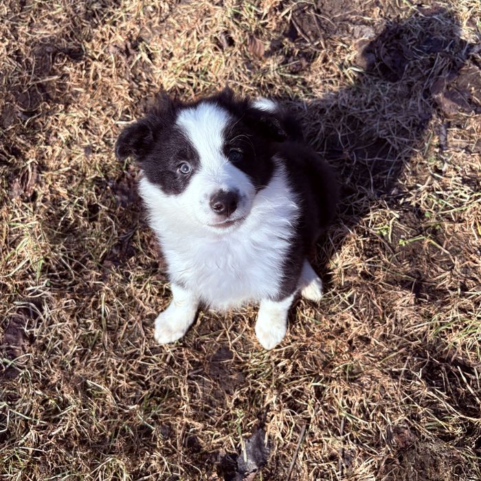 Border collie piesek Joker gotowy do odbioru