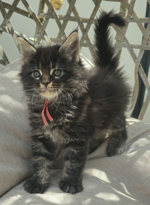 Kocieta Maine coon  kotki do odbioru w lipcu możliwa opcja do hodowli