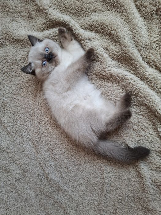 Шотландське плюшеве кошенятко