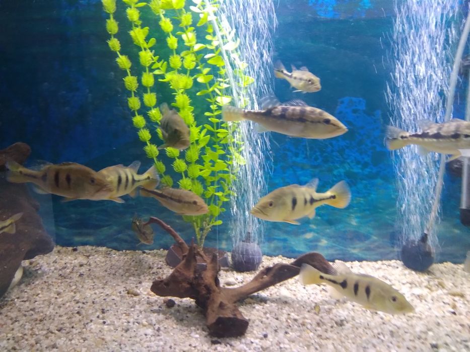 Cichla Blue Azul Piquiti 15 - 20 cm