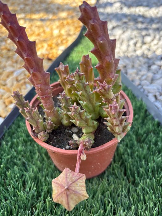 Suculentas Orbea variegata, Crassula, Aeonium, outras