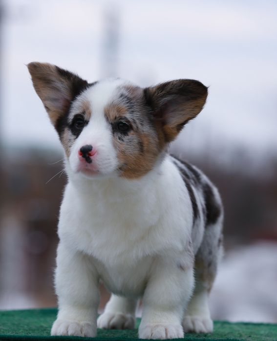 Дівчинка вельш коргі кардиган