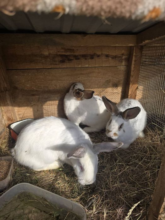 Кролики молоді, кролики.