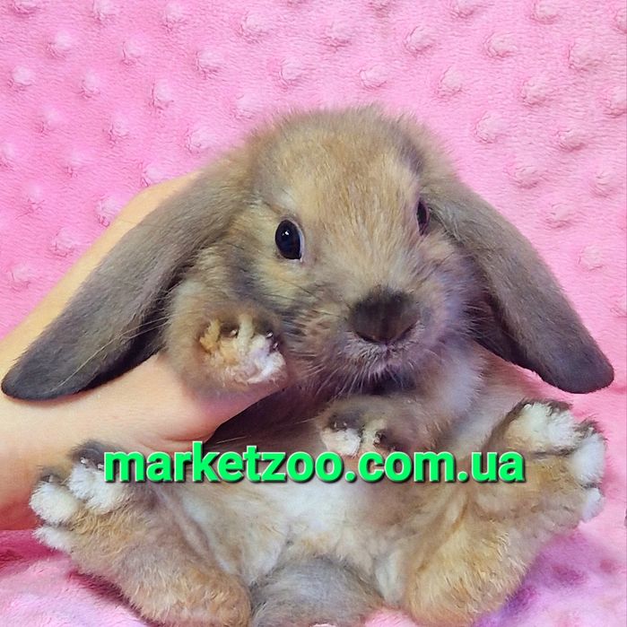карликовые мини mini мiнi lop баранчик кролики сиамский вислоухий
