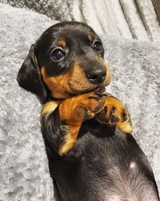 Шикарні таксята від яскравих шикарних батьків