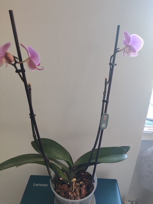 Орхідея з власної колекції