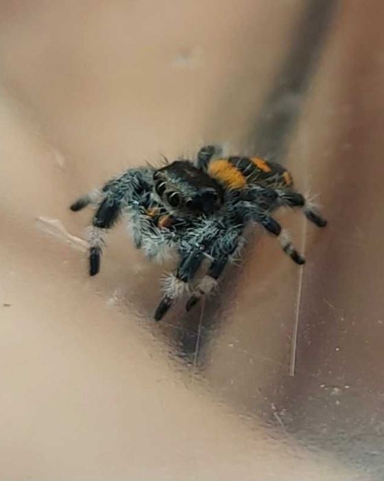 Skakun Phidippus regius Soroa SAMICZKI