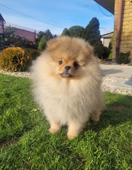 Szpic miniaturowy POMERANIAN