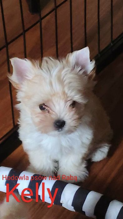 KELLY piękna suczka Golddust Yorkshire terrier