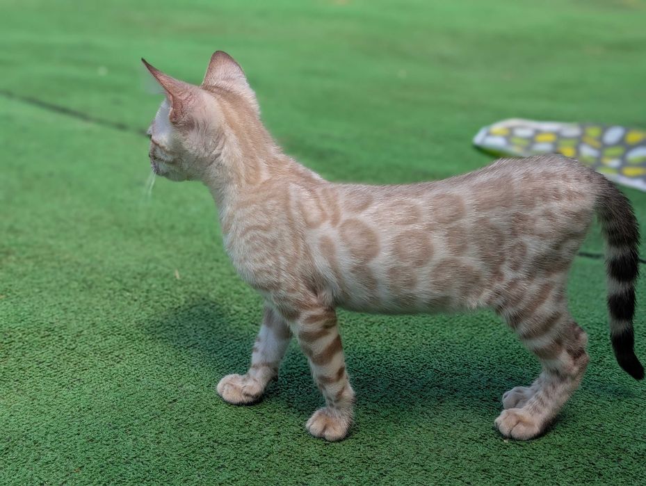 Snow Gatinho de bengala (macho)
