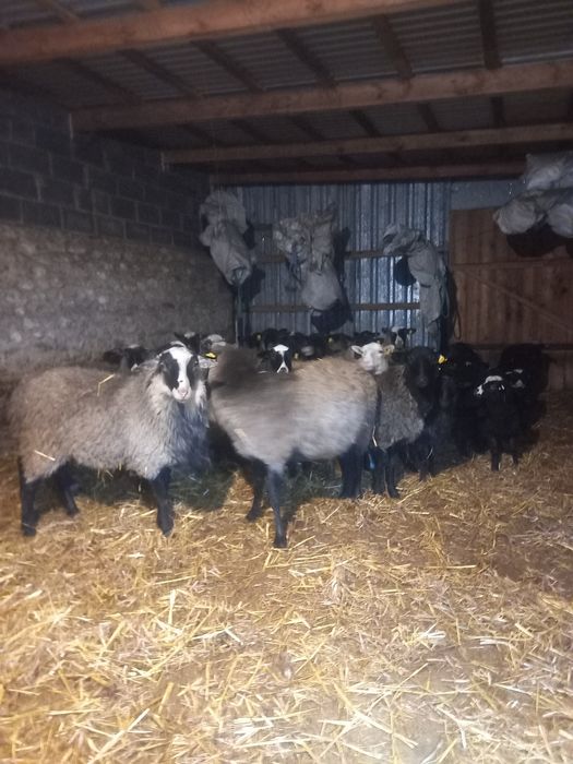 Продам овечки баранчики 3-5 місяців