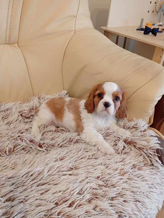 Cavalier king charles spaniel