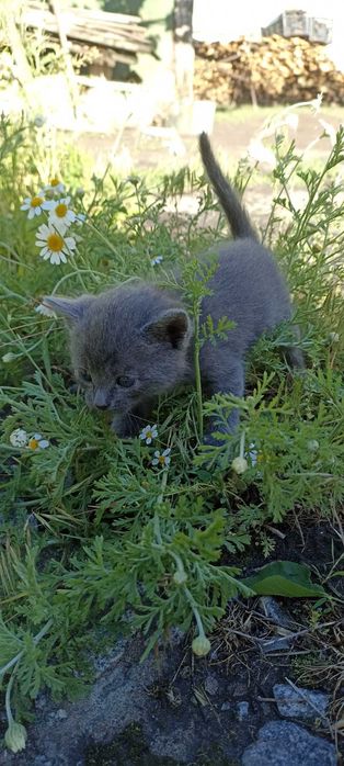 котята черно-белые