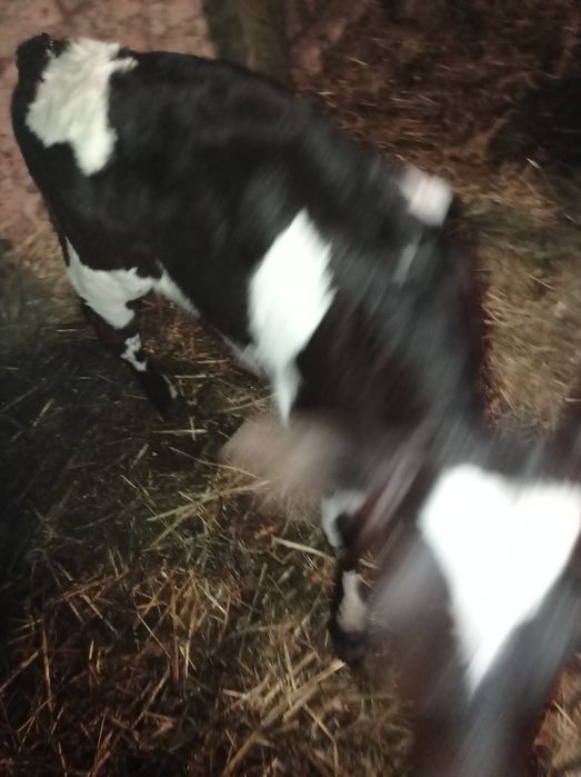 Теличка продам!.