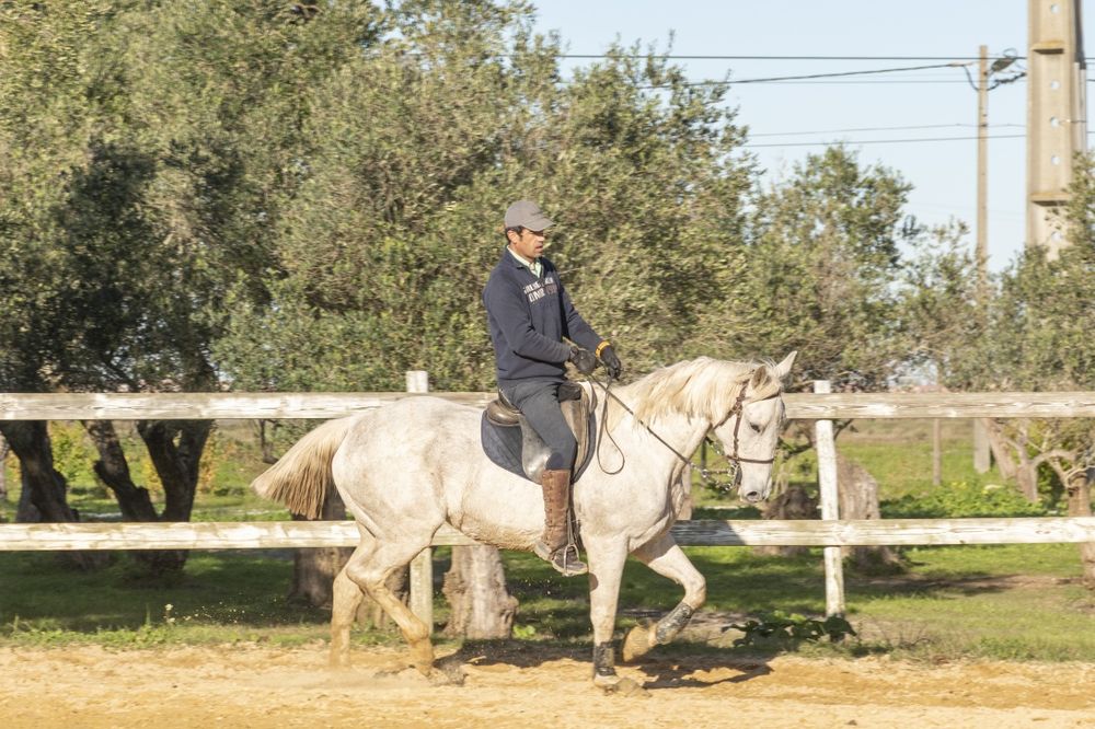 Egua Luso-Anglo montada, bom carácter