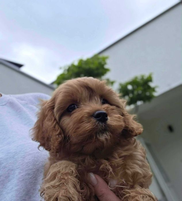 Cavapoo chłopczyk