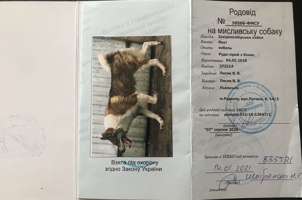 Пропоную кобеля для в‘язки.