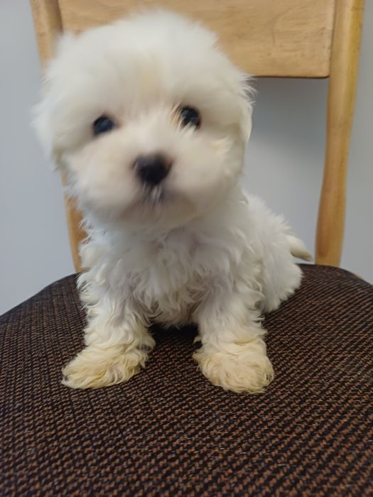 Maltanczyk mały słodziak