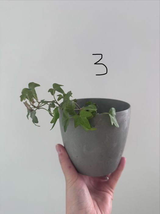 Hedera helix Bluszcz pospolity