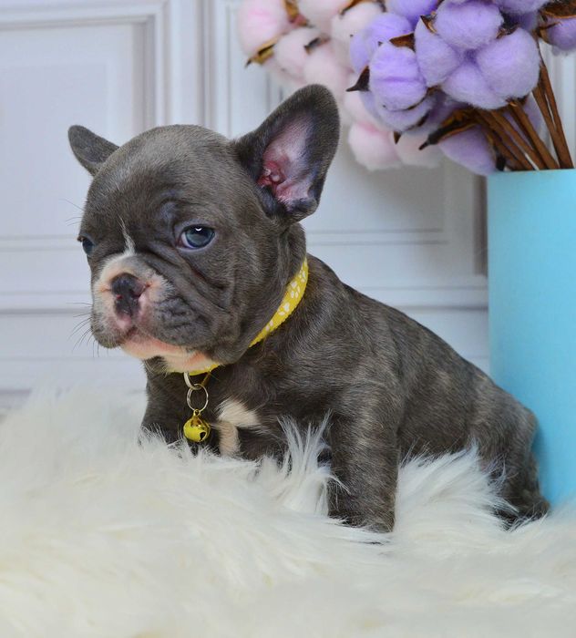 Чарівні крихітки у пошуках люблячих родин!