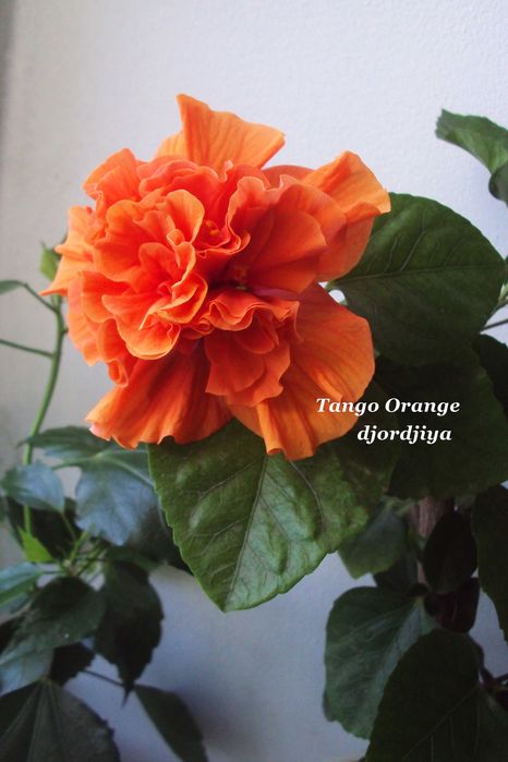Гибискус  махровый Tango Orange.