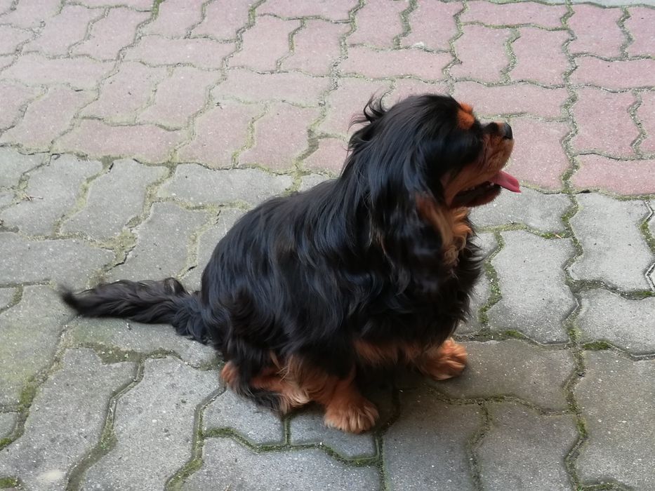 Cavalier King Charles spaniel suczka