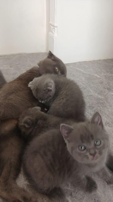 Котики висловухі